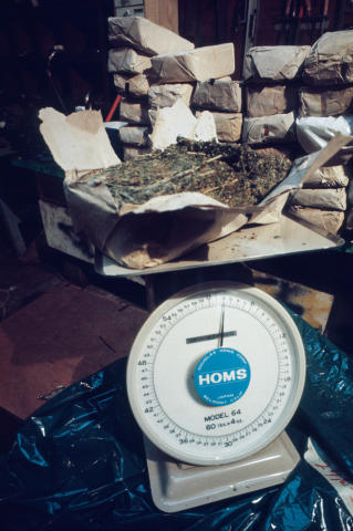 Marijuana Fine Art Print