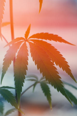 Marijuana Fine Art Print