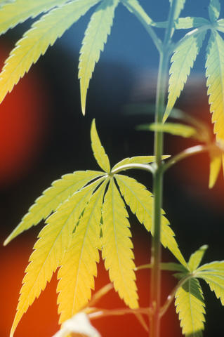 Marijuana Fine Art Print