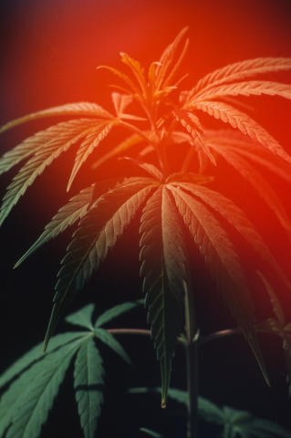 Marijuana Fine Art Print