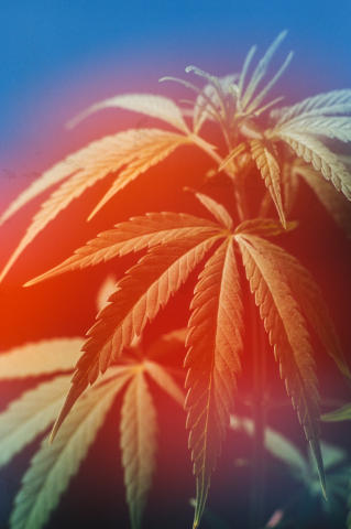 Marijuana Fine Art Print