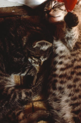 Travel & Animals Fine Art Print