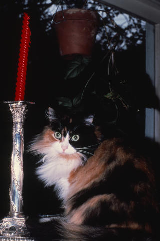 Travel & Animals Fine Art Print