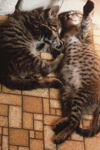 Travel & Animals Fine Art Print