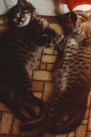 Travel & Animals Fine Art Print