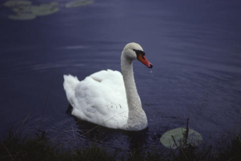 Travel & Animals Fine Art Print