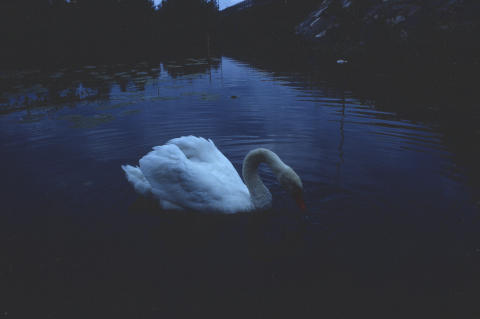 Travel & Animals Fine Art Print