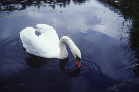 Travel & Animals Fine Art Print