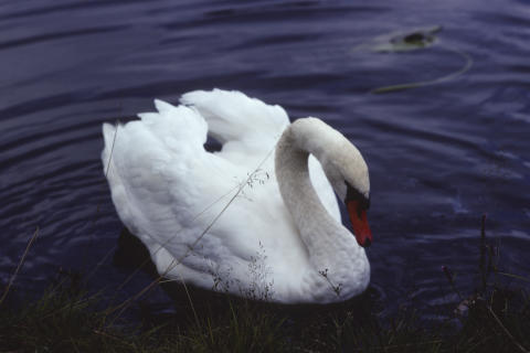 Travel & Animals Fine Art Print