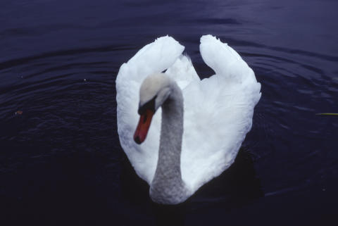 Travel & Animals Fine Art Print