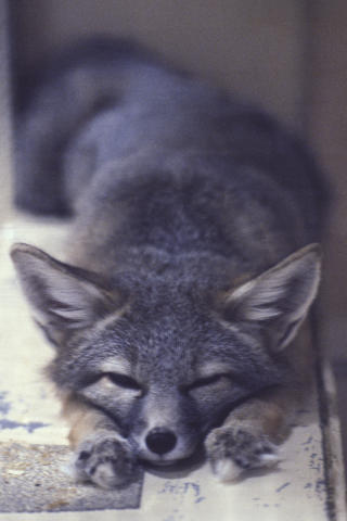 Travel & Animals Fine Art Print