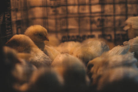 Travel & Animals Fine Art Print