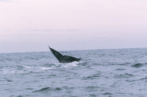 Travel & Animals Fine Art Print