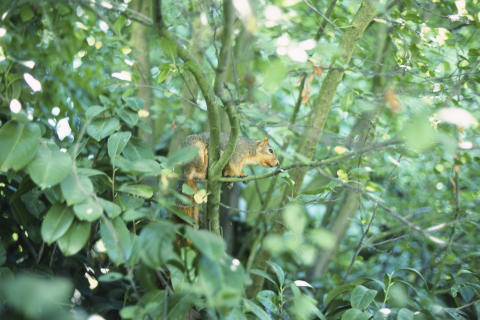 Travel & Animals Fine Art Print