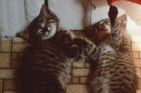 Travel & Animals Fine Art Print