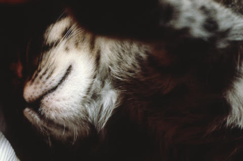 Travel & Animals Fine Art Print