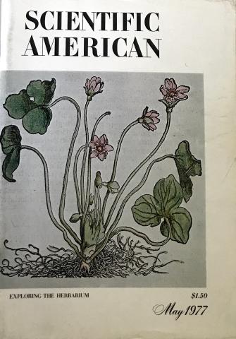 Scientific American
