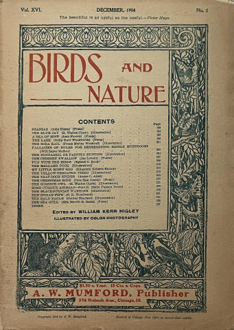 Birds and Nature