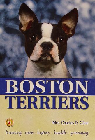 Boston Terriers