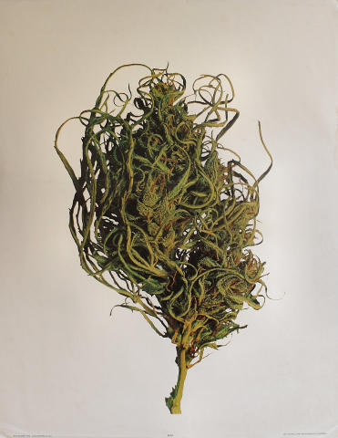Bud Poster