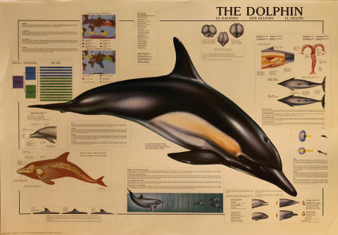 The Dolphin Poster