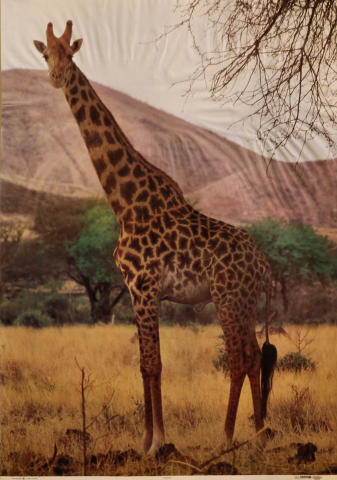 Giraffe Poster