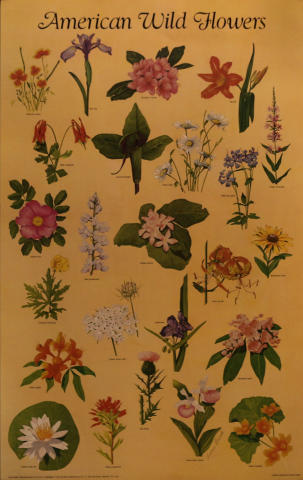 American Wildflowers Poster