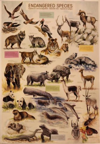 Endangered Species Poster
