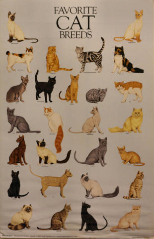 Favorite Cat Breeds Poster