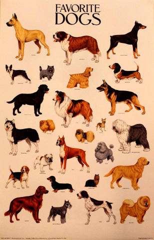 Favorite Dogs Poster