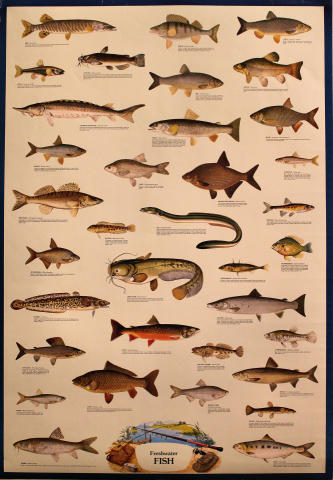 Freshwater Fish Poster