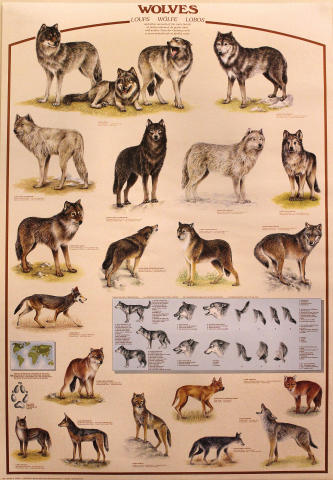 Wolves Poster