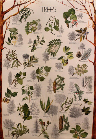 Trees Poster