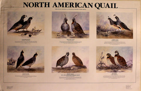 North American Quail Poster