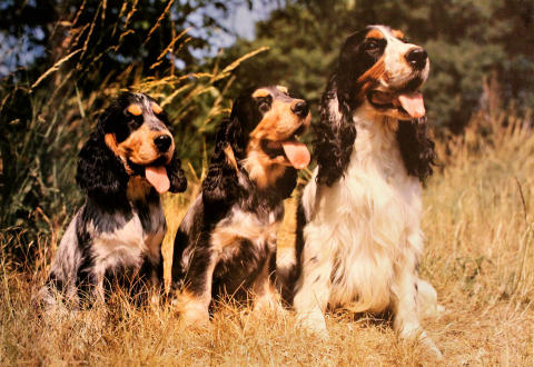 Cocker Spaniels Poster