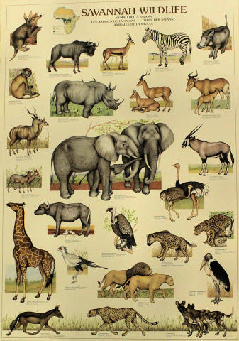 Savannah Wildlife Poster