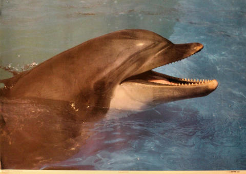 Bottle-Nosed Dolphin Poster