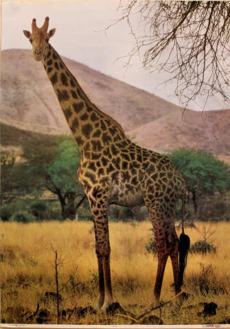Giraffe Poster