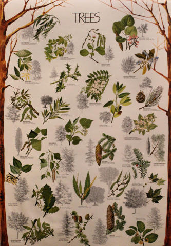 Trees Poster