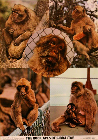 The Rock Apes of Gibraltar Poster