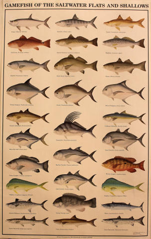 Gamefish of the Saltwater Flats and Shallows Poster