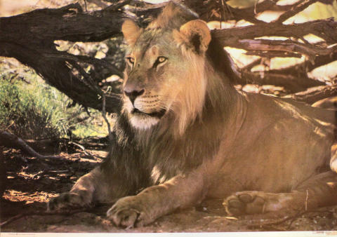Lion Poster